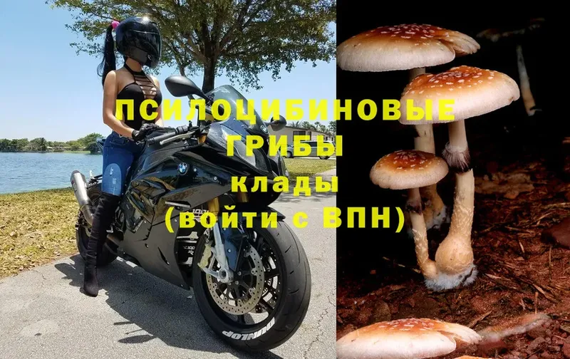 Галлюциногенные грибы Psilocybine cubensis  Ялта 